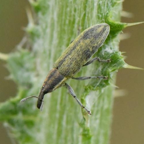Réf. 227 693 : Lixus filiformis